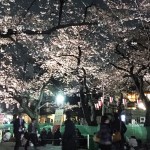 春は葛飾の夜桜でリフレッシュ！！